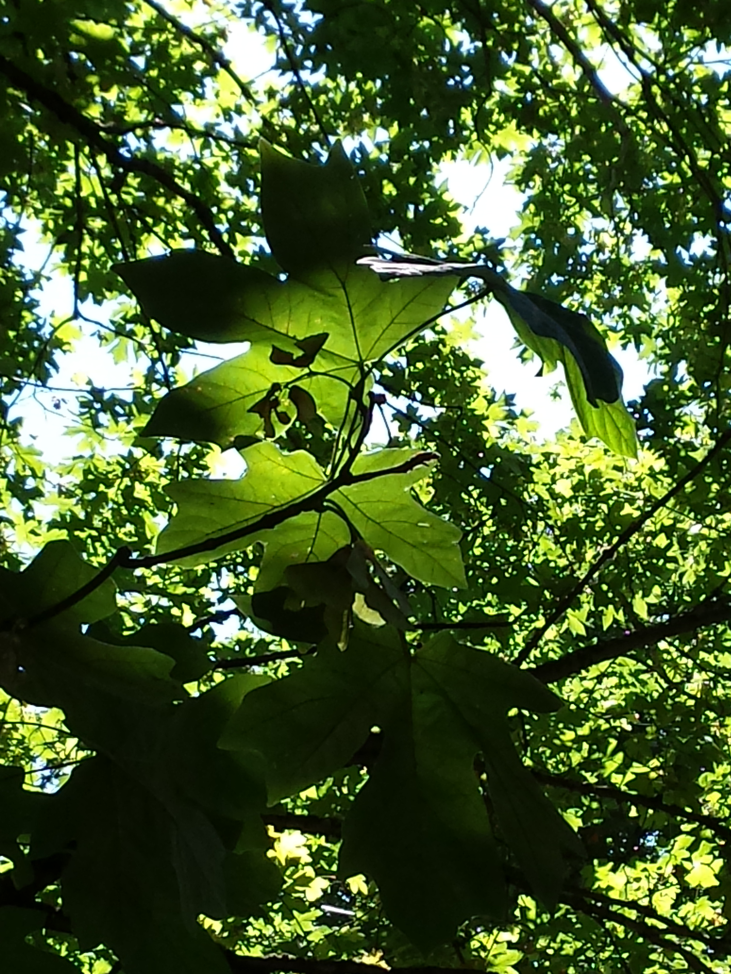 Big Leaf or Oregon Maple (Acer macrophyllum) - Heritage Fruit Trees