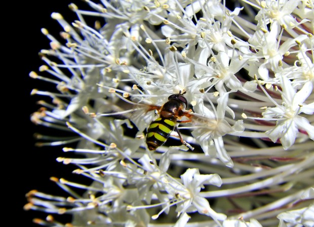 bee on beargrass flower