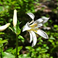 Cascade lily