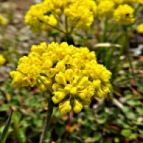Sulphur flower buckwheat